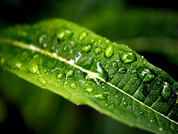 Background, Leaves, Drops HD wallpaper