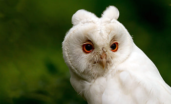 Animals, Background, Owl, Beak, Eyes, Head HD wallpaper