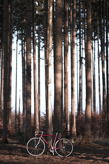 Sports, Nature, Trees, Forest, Bicycle HD phone wallpaper
