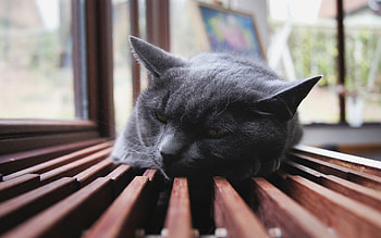 Animals, Cats HD wallpaper