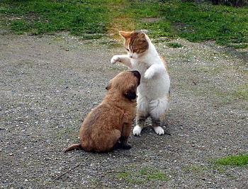 I just wanna hug, dog, cat, hug HD wallpaper