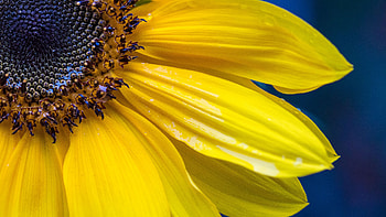 Close View Of Yellow Sunflower Petals Seeds Macro graphy graphy HD wallpaper