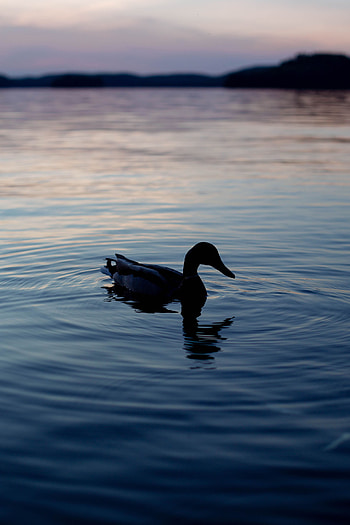 Lake, Dark, Silhouette, Evening, Duck HD phone wallpaper