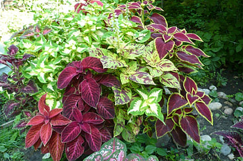 colorful coleus, white, reds, garden, variety, summer, coleus, flowers, maroons, greens HD wallpaper