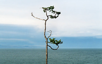 solitary tree, clouds, water, ocean, tree HD wallpaper