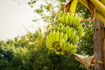 Banana oasis, Lush foliage, Nature's marvel, Tropical delight HD wallpaper