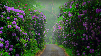 Flowers, blossom, pink bush, road HD wallpaper