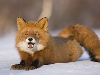 Fox Lady, animal, graphy, , , wild, fur, lady, pic, brown, snow, teethm eyes, wall, , mouth, white, fox, tail, ears, nature, tgraph HD wallpaper