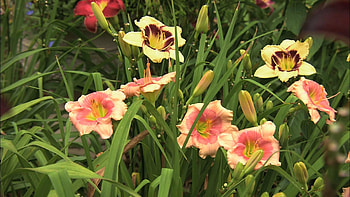 Flowers, Lilies, Greens, Flower Bed, Flowerbed, Garden HD wallpaper