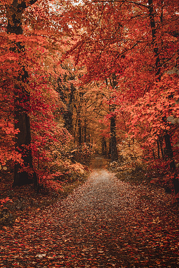 Nature, Trees, Autumn, Forest, Path, Foliage, Autumn Colors, Autumn Paints HD phone wallpaper