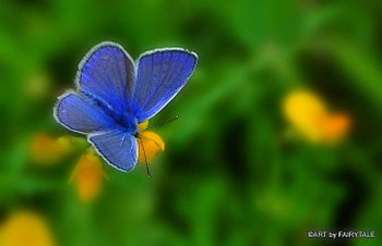 BLUE SKY....., blue, blaeuling, butterfly, blau HD wallpaper