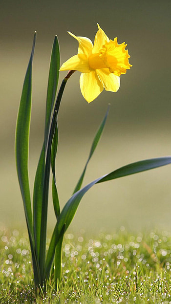 Narcissus macro, 6 plus , Beautiful flowers, Daffodil HD phone wallpaper