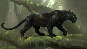 Black Panther, Animal, Cool, Backgrounds HD wallpaper