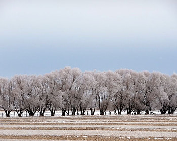 Rigby Winter Scene, winter, trees, sky, snow HD wallpaper