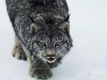 Hunting lynx, winter, lynx, animals, cat, hunting, wild HD wallpaper