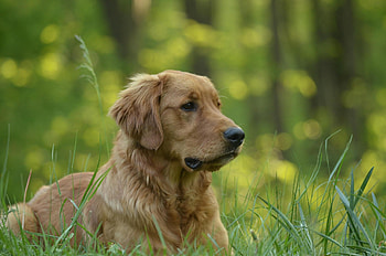 Dog, sweet, animal, dogs, cute, beautiful, puppys, puppy, pretty, animals, lovely HD wallpaper