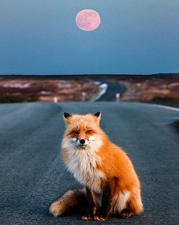 Fox on Street, sky, whiskers, sun HD phone wallpaper