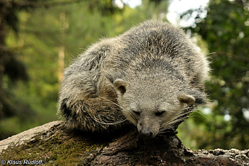 The Bornean, Binturong HD wallpaper