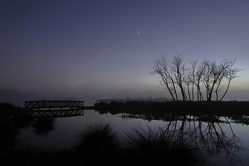 Nature, Trees, Twilight, Reflection, Branches, Dusk HD wallpaper