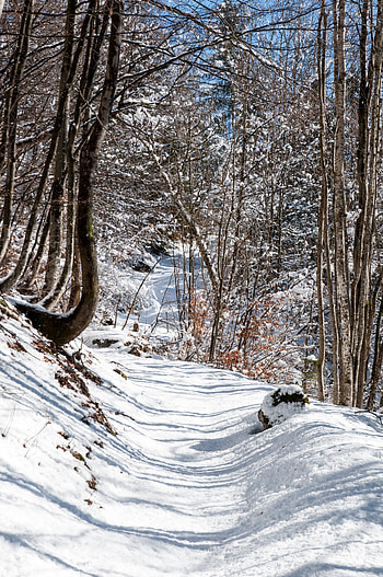 Winter, Nature, Snow, Forest, Path HD phone wallpaper