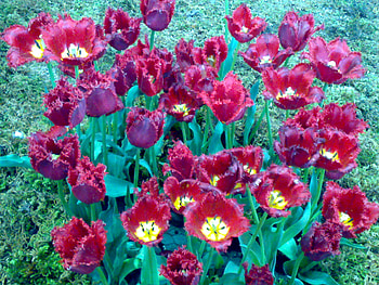 Folded Tolips!, hope, peace, nature, love HD wallpaper