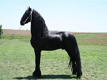 Erwin-Beautifully Conformed, erwin, horse, friesian, beautiful, true, wild, stallions, perdeprag HD wallpaper