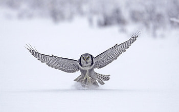Animals, Birds, Owl HD wallpaper