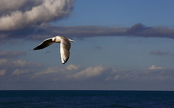Animals, Sky, Sea, Clouds, Bird, Flight HD wallpaper