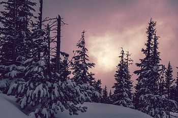 Winter, Nature, Trees, Snow, Ate HD wallpaper