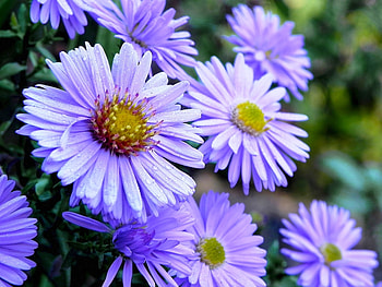 Plants, Flowers HD wallpaper