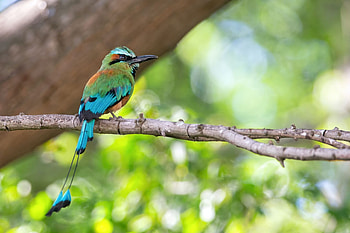 Turquoise-browed Motmot (Eumomota superciliosa), Animal, Motmot HD wallpaper
