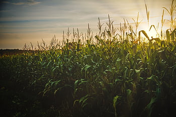 A beautiful cornfield at sunset, showcasing the vibrant growth and serene countryside landscape. HD wallpaper