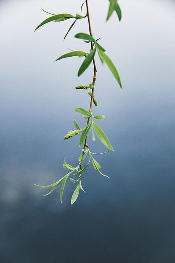Nature, Leaves, Macro, Branch, Blue Background HD phone wallpaper