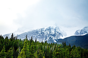 Nature, Trees, Mountains, Snow, Vertex, Tops HD wallpaper