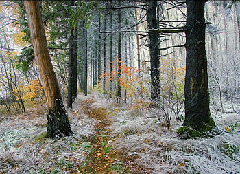 color forest, trees, forests, nature, color HD wallpaper