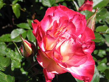 Rose HD wallpaper