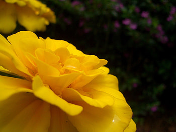 Flower, Macro, Petals, Close-Up HD wallpaper