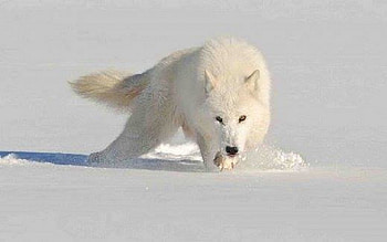 PLOUGHING THROUGH THE SNOW, Wolves, animals, snow, Wolf, nature HD wallpaper