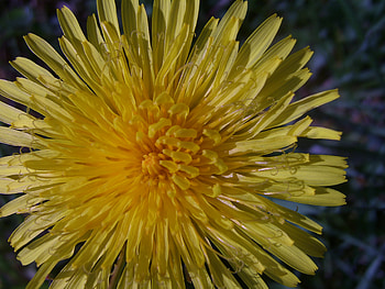 yellow flower, dandelion, flower HD wallpaper