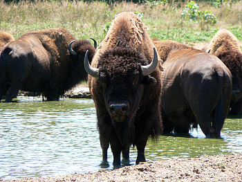 High-definition bison , Stunning buffalo backgrounds, Excellent quality bison , Impressive buffalo graphy HD wallpaper