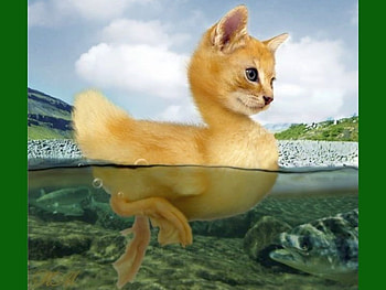 Duck Cat, funny HD wallpaper