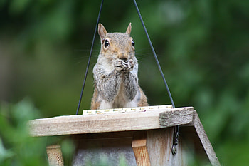 Animals, Squirrel, Sit, Hunting, Hunt, Small, Paws HD wallpaper