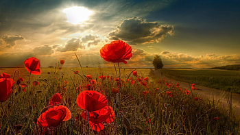 Landscape, Flowers, Fields, Poppies HD wallpaper