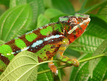 Chameleon in Tree, chameleon, leaves, green, tree HD wallpaper