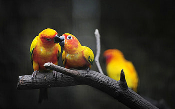 Animals, Parrots, Love, Branch, Smile, Kiss, Be Moved HD wallpaper