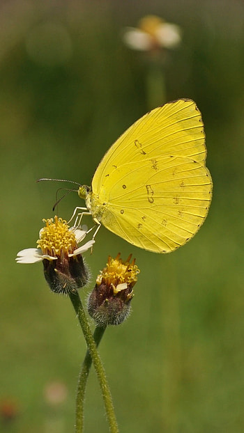 Yellow Butterfly, Beautiful Background HD phone wallpaper