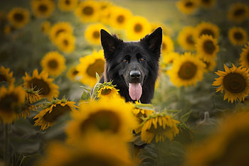 German-Shepherd, German, Dog, Shepherd, sunflower HD wallpaper