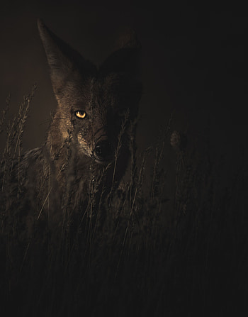 Animals, Grass, Dark, Predator, Sight, Opinion, Jackal HD phone wallpaper