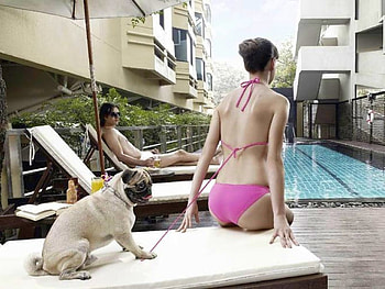 Wait for Me, lady, cool, beautiful, funny dog HD wallpaper