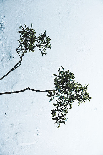 Leaves, Plant, Minimalism, Branches, Wall HD phone wallpaper